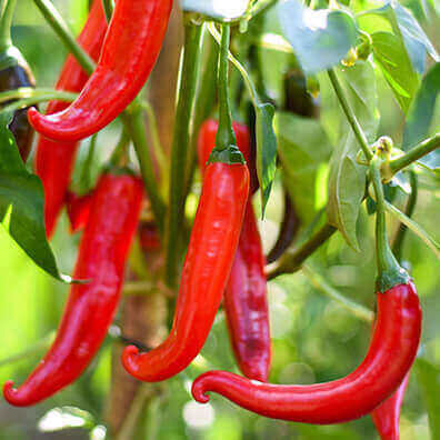 aceite de pimienta cayena